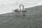 PICTURES/Rialto Beach/t_Courting Gull3.JPG